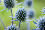 Eryngium planum, 6-pack