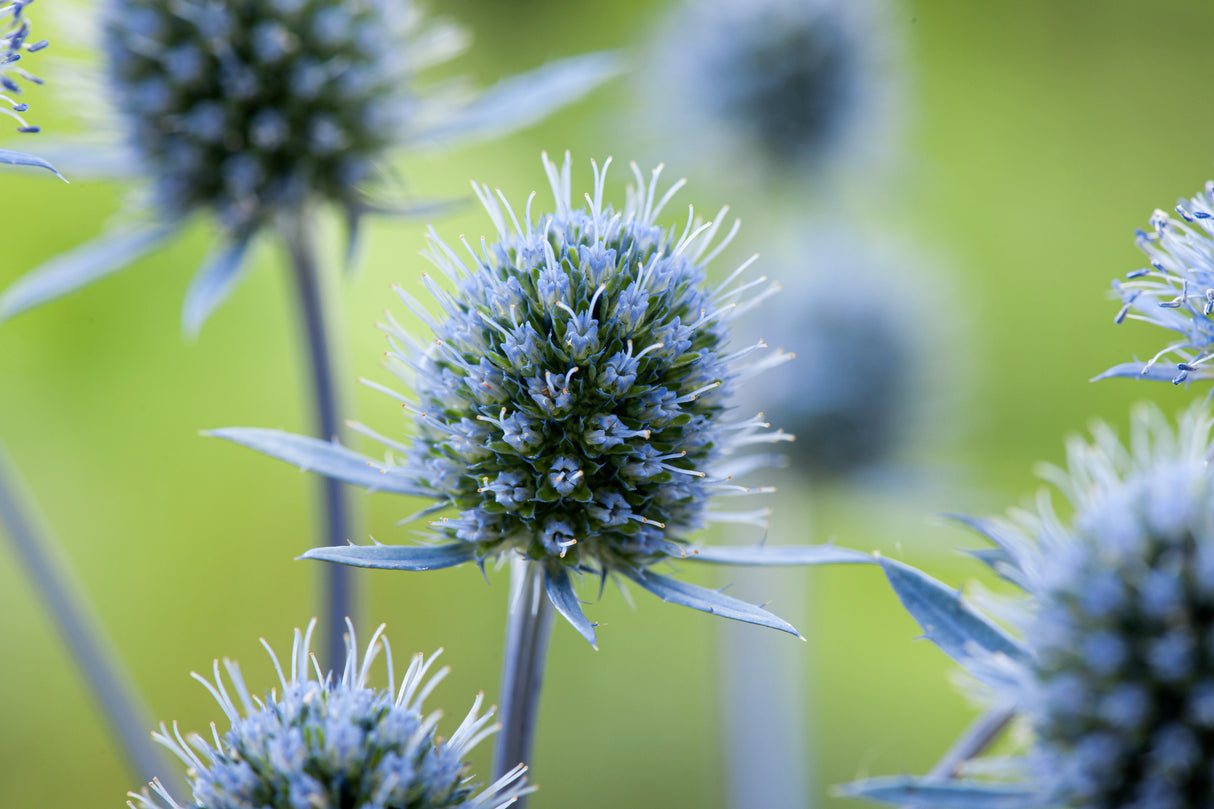 Eryngium planum, 15-pack