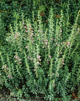 Teucrium lucidrys, 6-pack