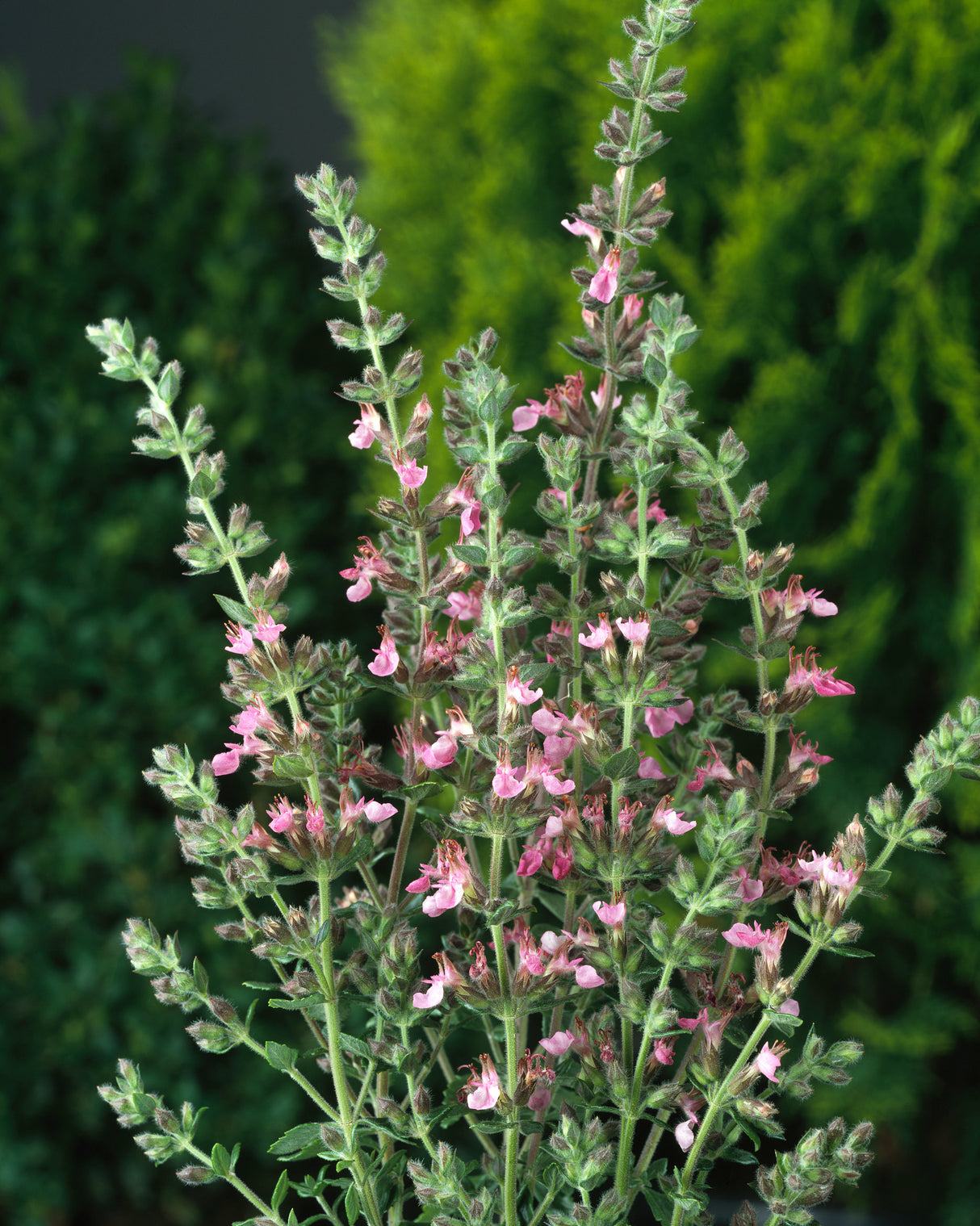 Teucrium lucidrys, 6-pack