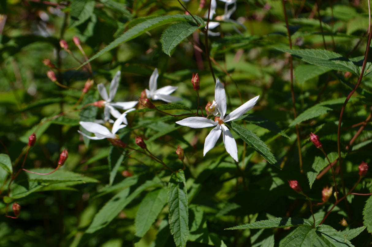 Gillenia trifoliata, 3-pack