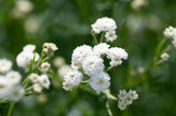 Gypsophila paniculata, 6-pack