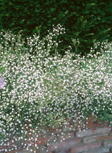 Gypsophila paniculata, 6-pack