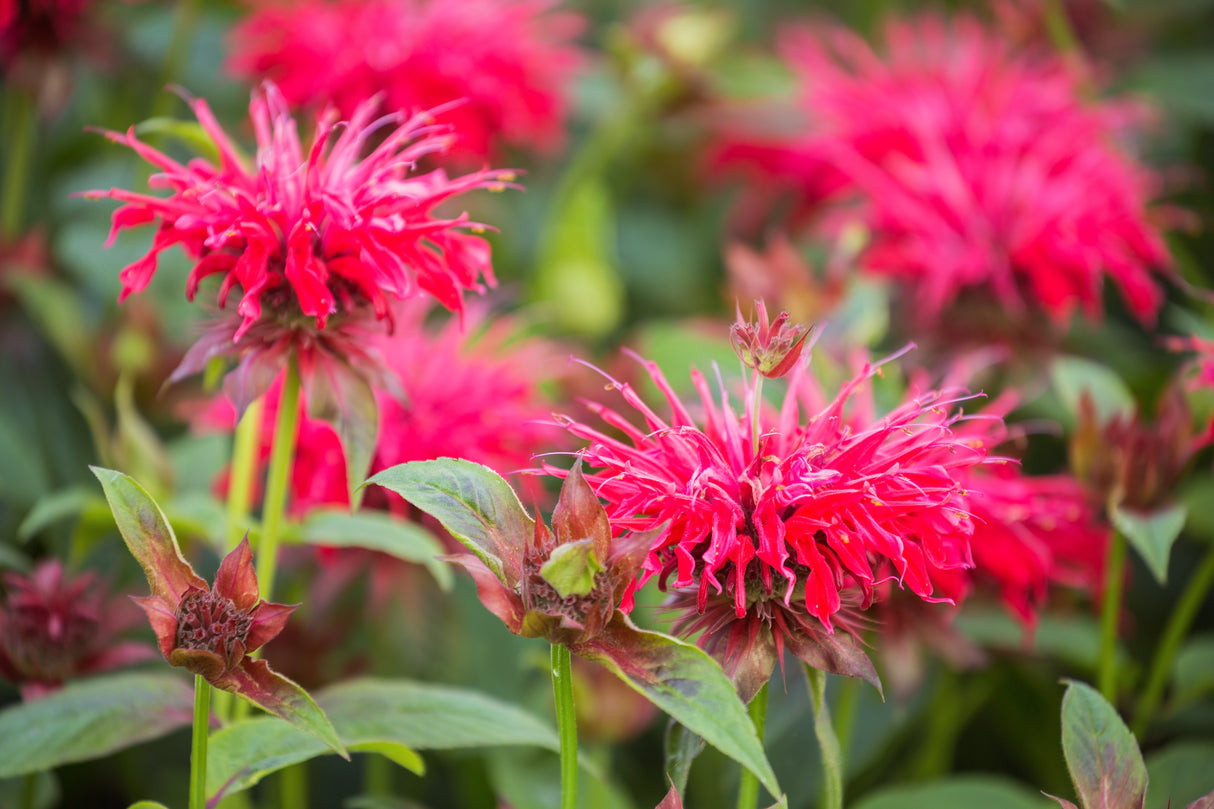 Monarda 'Bee-Happy', 15-pack
