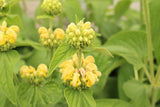Phlomis russeliana, 6-pack