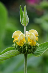 Phlomis russeliana, 6-pack