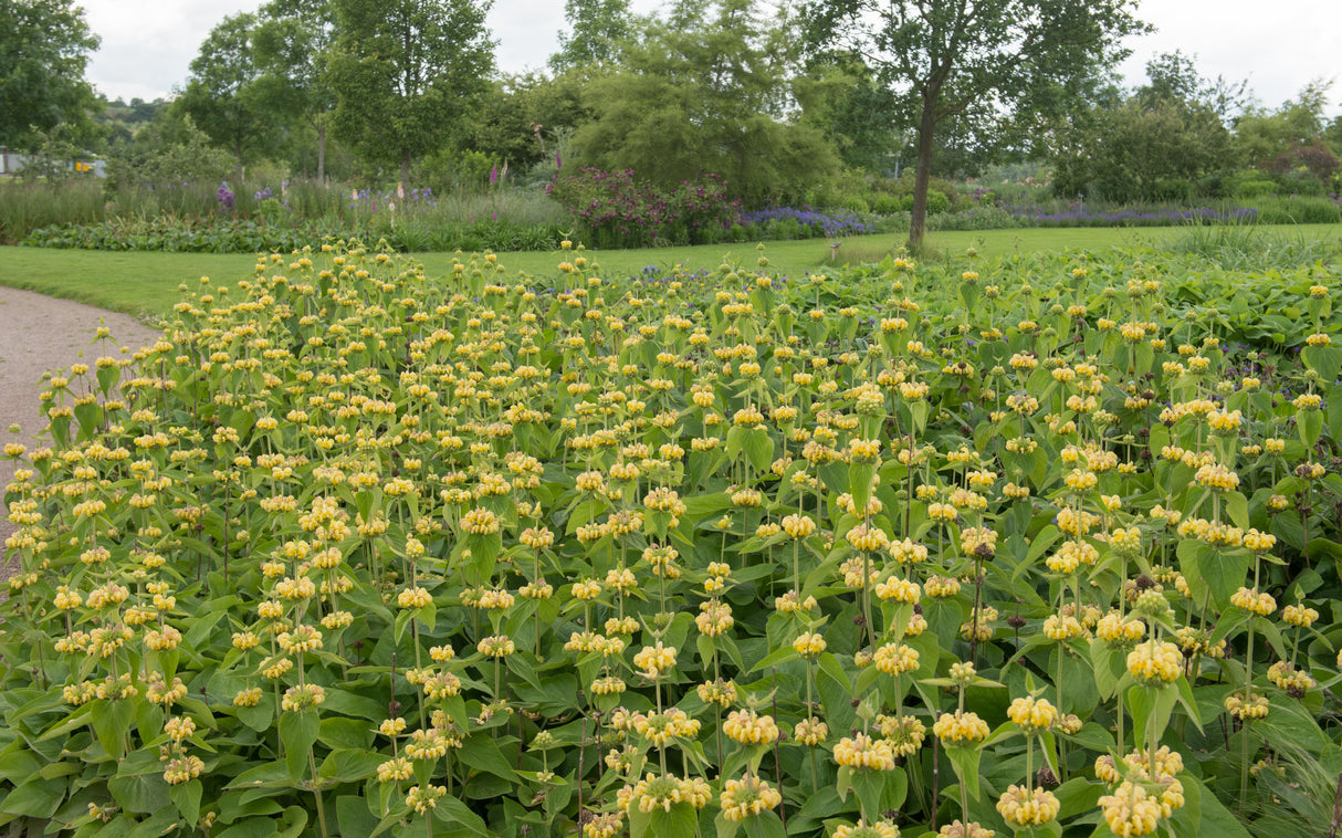 Phlomis russeliana, 6-pack