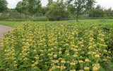 Phlomis russeliana, 15-pack