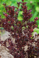 Smällspirea 'Tiny Wine' co 5-pack