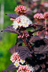 Smällspirea 'Tiny Wine' co 3-pack