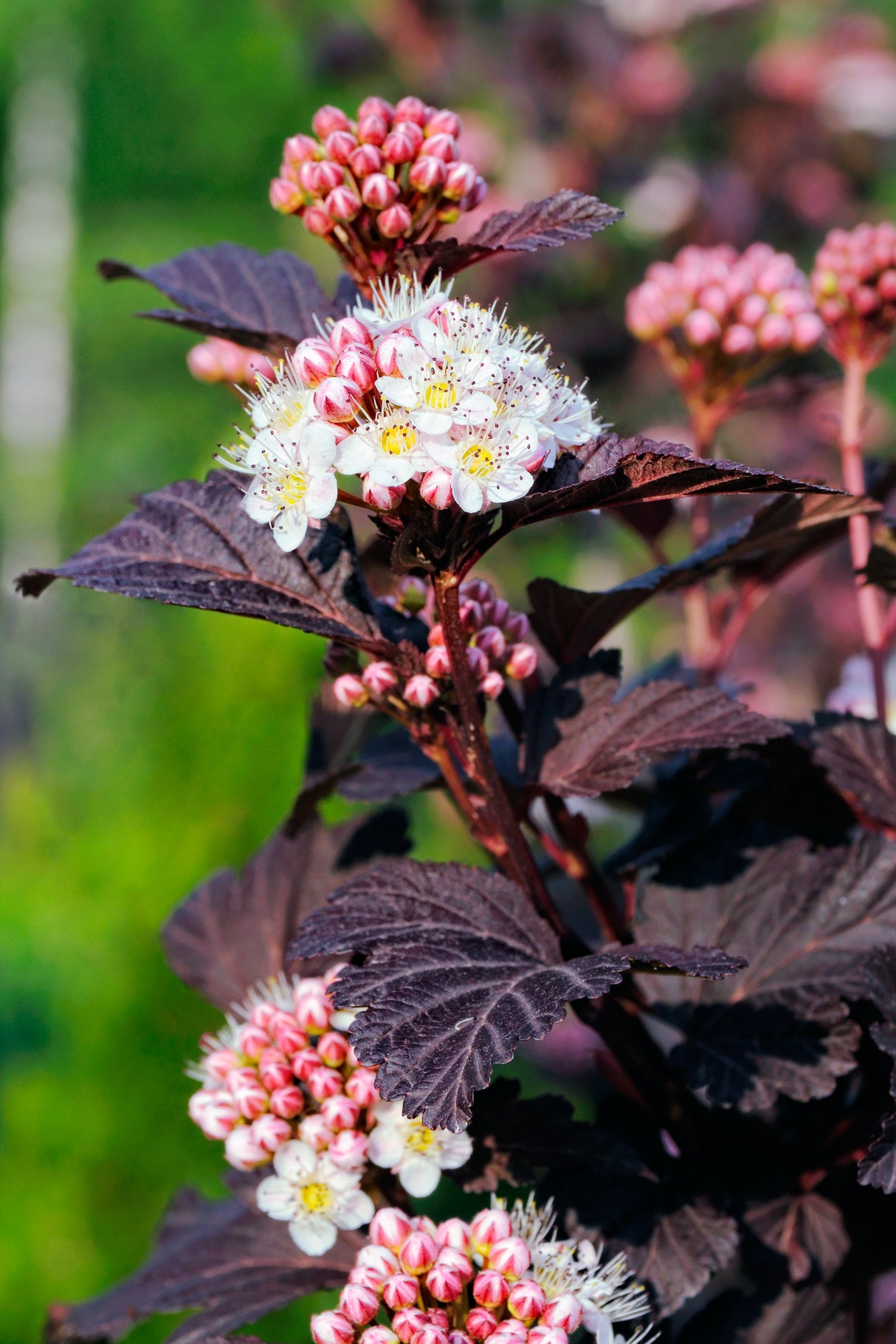 Smällspirea 'Tiny Wine' co 10-pack