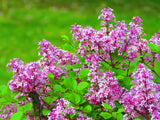 Syringa Josikaea, 30-50 cm 200-pack
