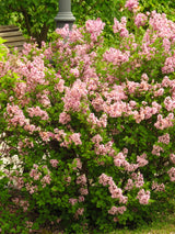 Syringa Josikaea, 30-50 cm 150-pack