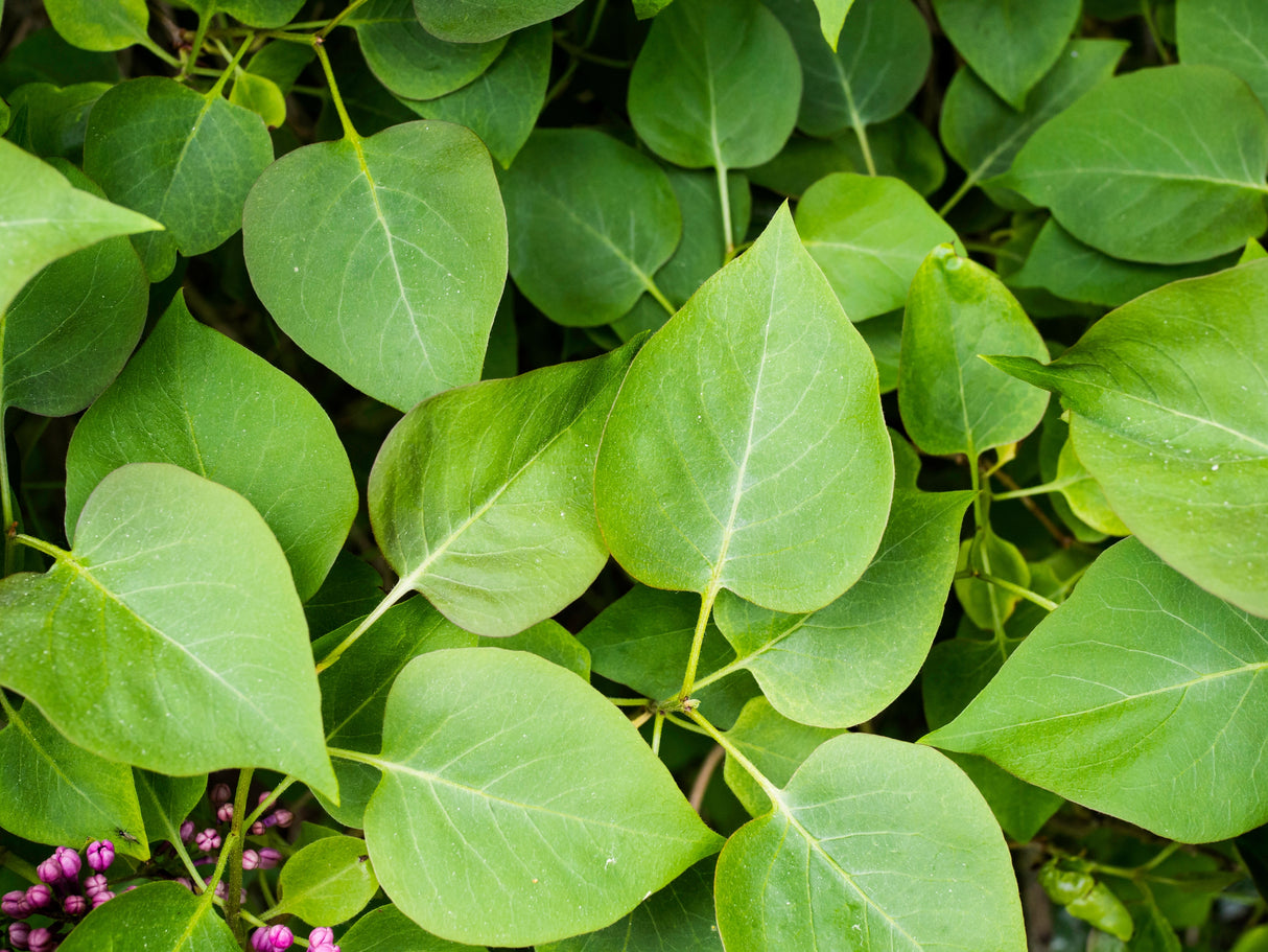 Syringa Josikaea, 30-50 cm 150-pack