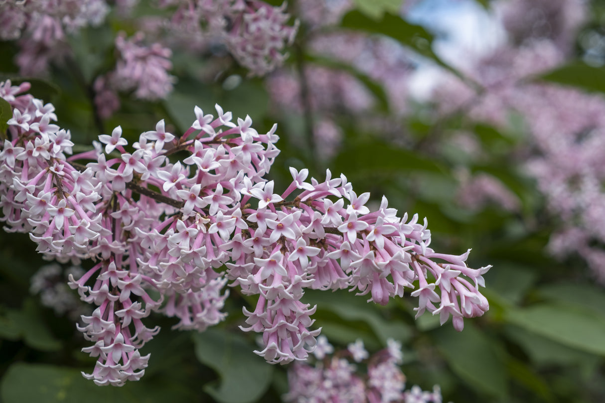 Syringa Josikaea, 30-50 cm 200-pack