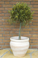 Olea europaea, stam, 50/60 cm