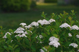 Spiraea betulifolia 'Tor' E, co, 20-pack