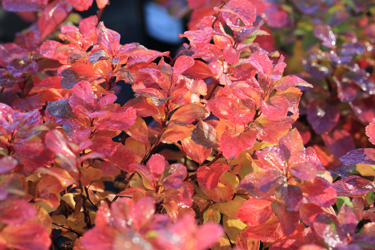 Spiraea betulifolia 'Tor' E, co, 20-pack