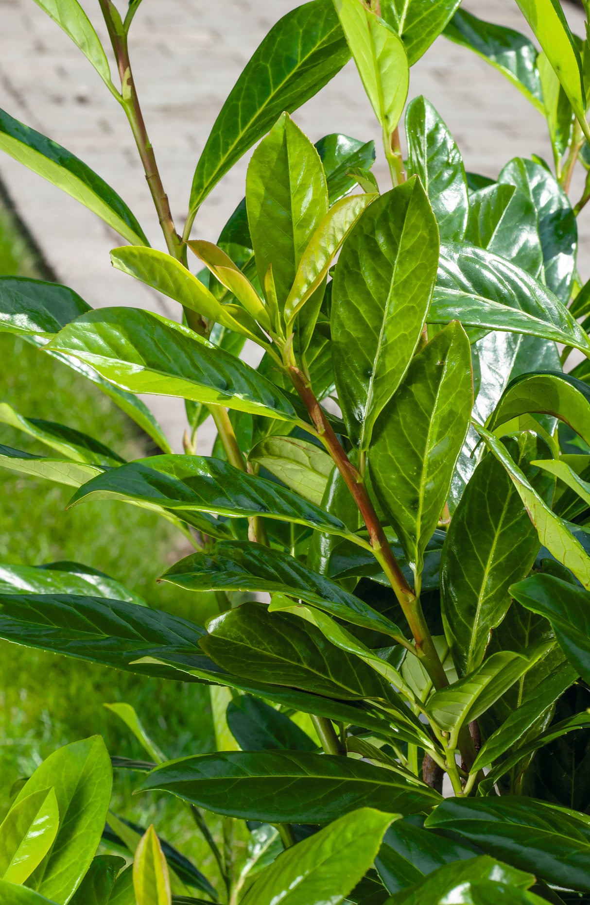 Prunus laurocerasus 'Novita' 30-50 cm, 150-pack
