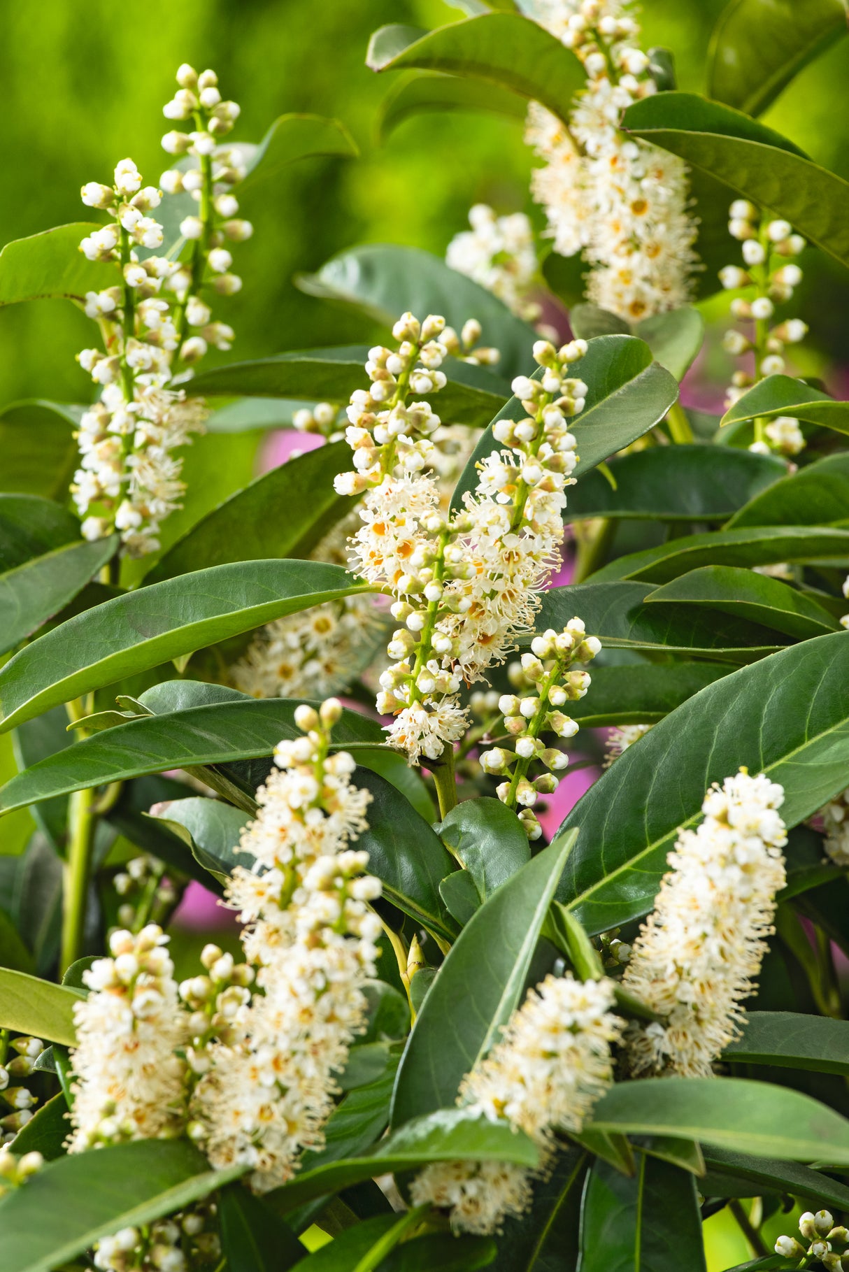 Prunus laurocerasus 'Novita' 30-50 cm, 150-pack