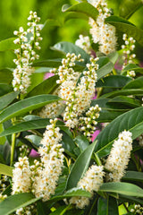 Prunus laurocerasus 'Novita' 30-50 cm, 200-pack