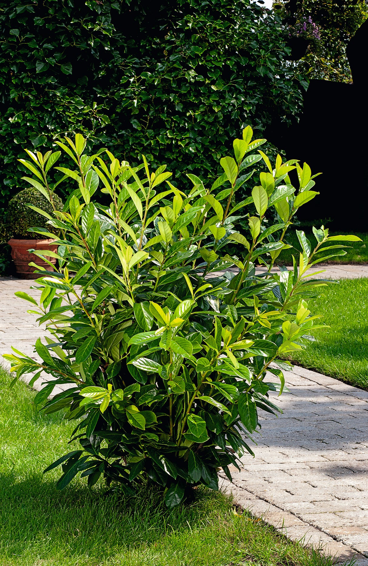 Prunus laurocerasus 'Novita' 30-50 cm, 150-pack