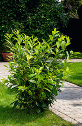 Prunus laurocerasus 'Novita' 30-50 cm, 150-pack