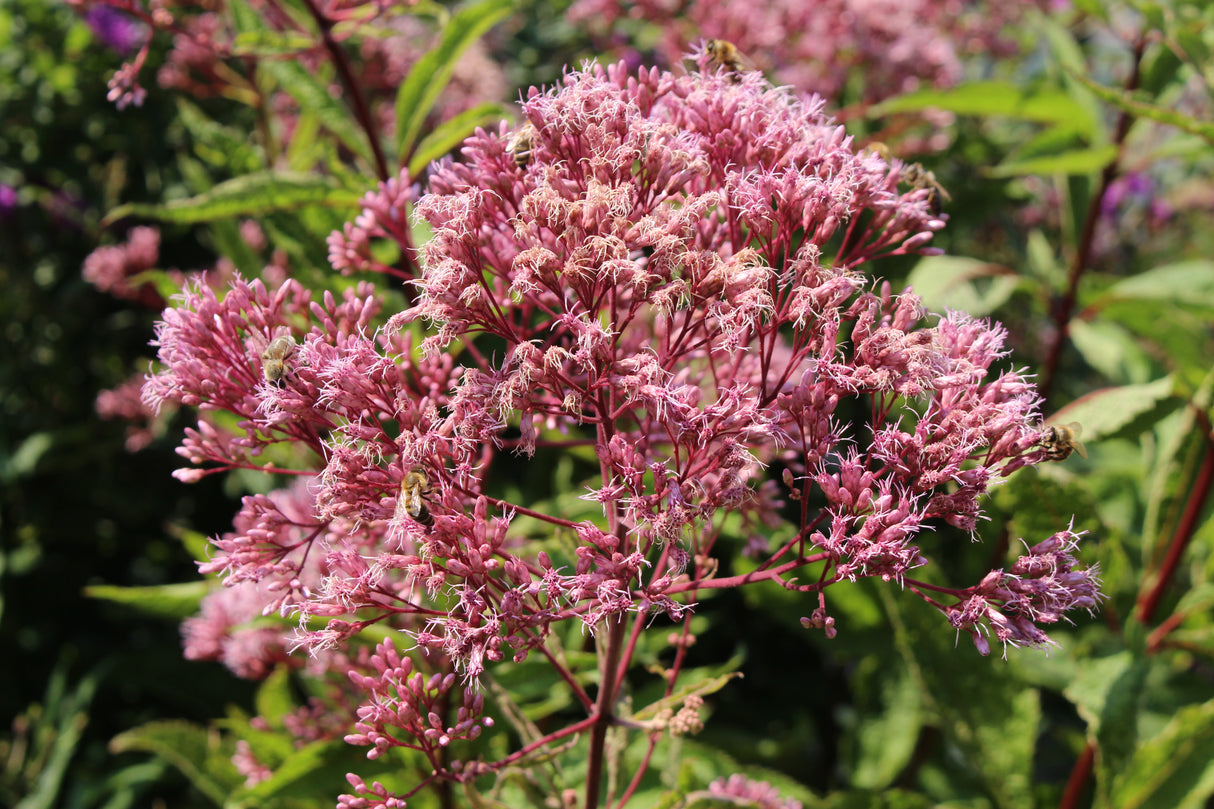 Eutrochium maculatum 'Atropurpureum', 3-pack