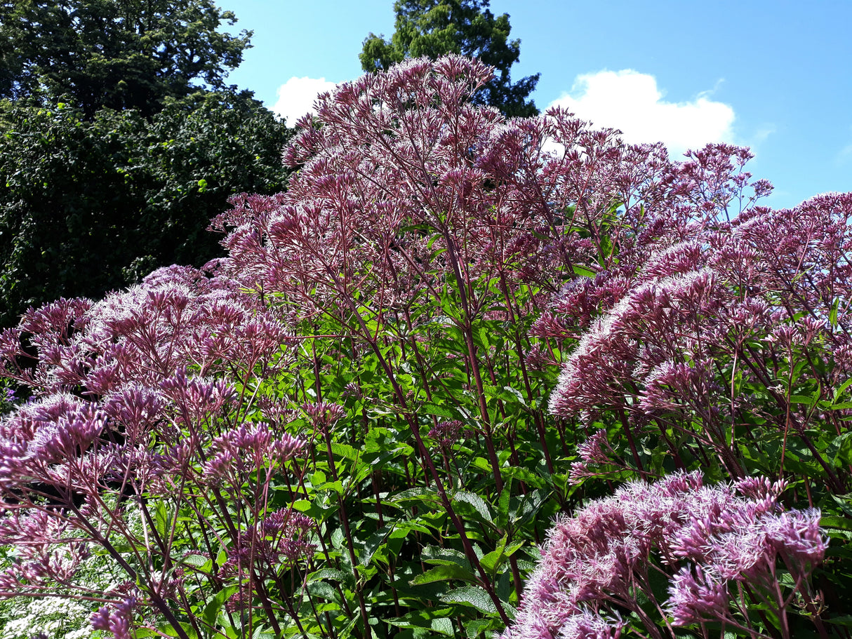 Eutrochium maculatum 'Purple Bush', 3-pack