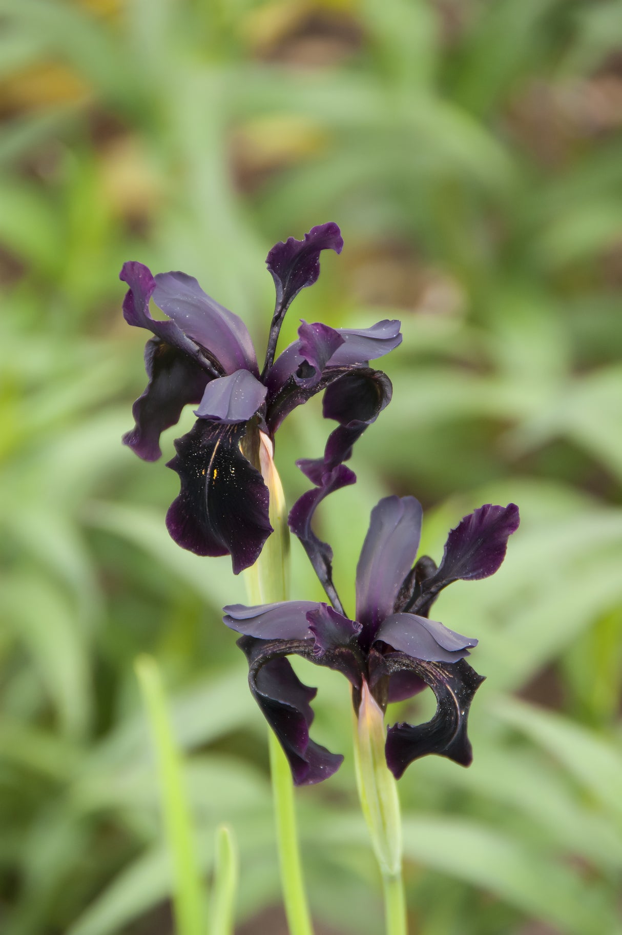 Iris chrysographes 'Black Form', 3-pack