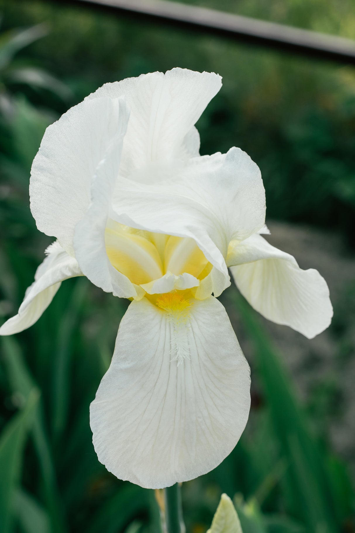 Iris sanguinea 'Snow Queen', 6-pack