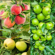 Familjeträd Äpple Zon 5-6 A2 co Inkl. Uppbindning