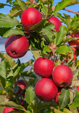 Äpple 'Katja' E A2 co Inkl. Uppbindning