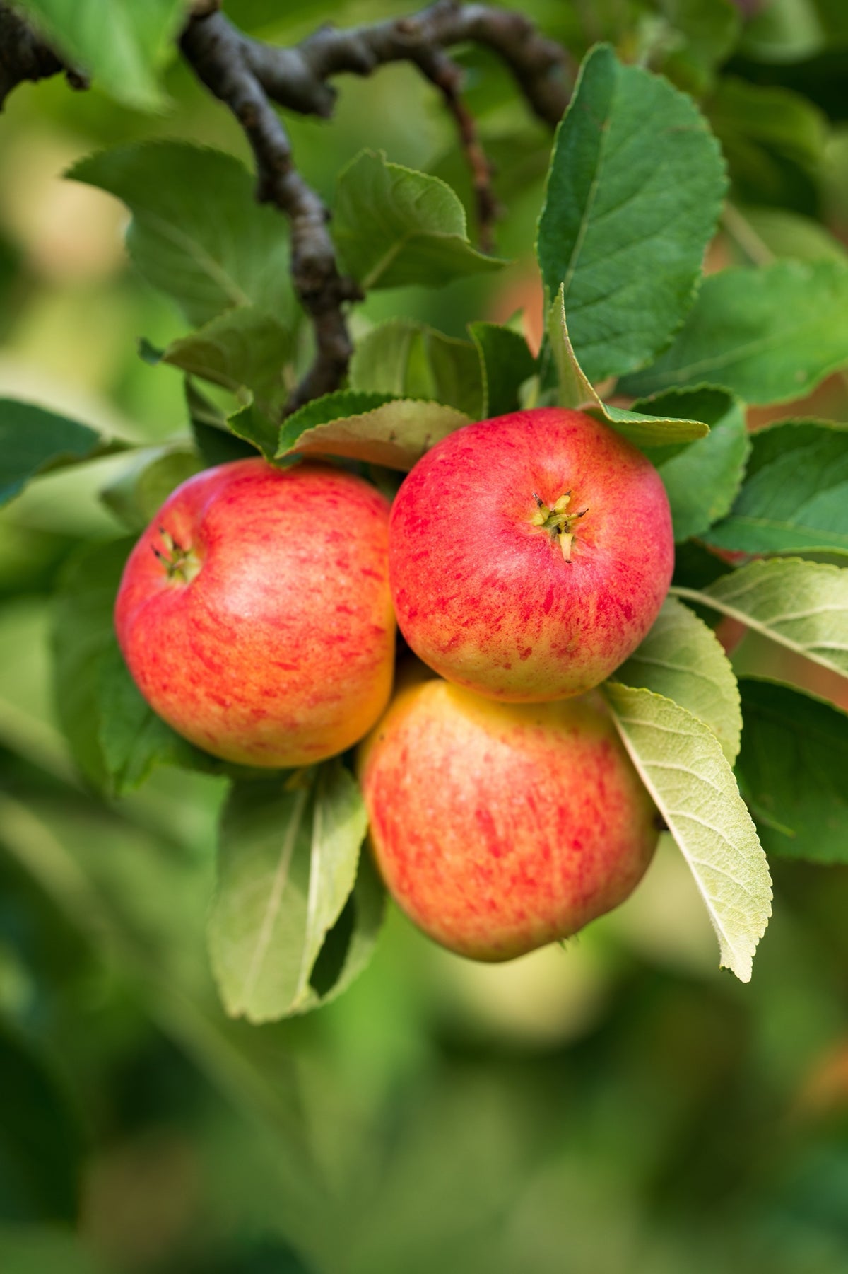 Äpple 'Trulsa' E A2 co Inkl. Uppbindning