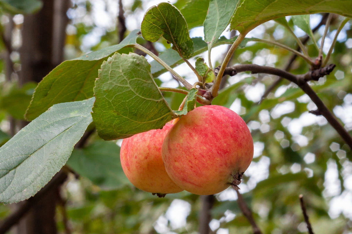Äpple 'Trulsa' E A2 co Inkl. Uppbindning