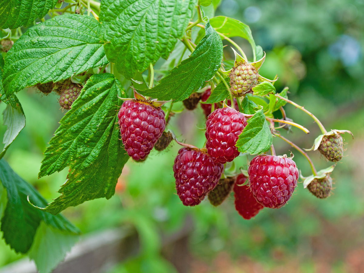 Rubus (Hösthallon) 'Autumn Bliss' E, 10-pack