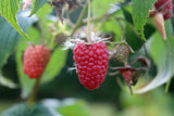 Rubus (Hösthallon) 'Elektra' E, 3-pack