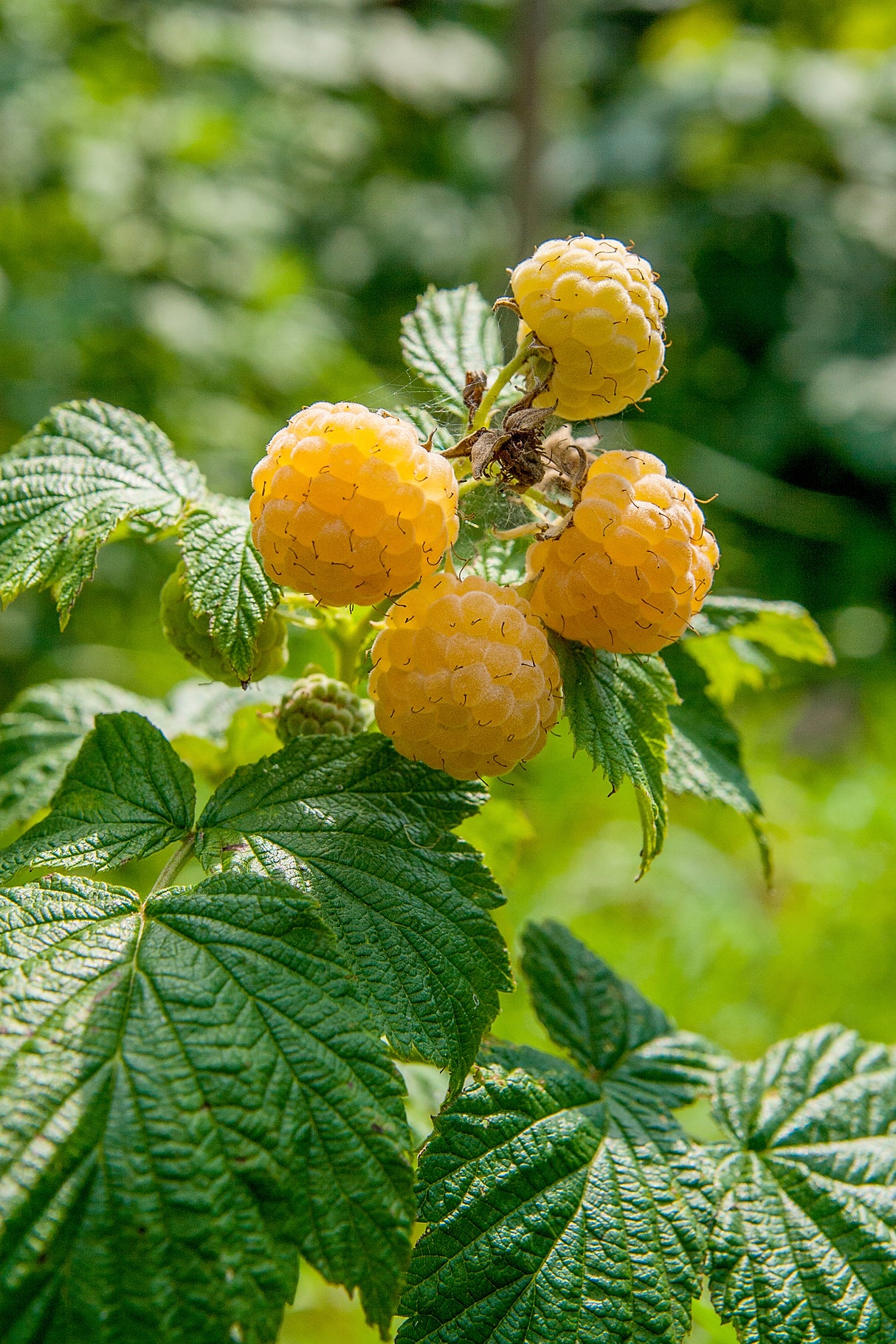 Hösthallon 'Fallgold' 3-pack i kruka