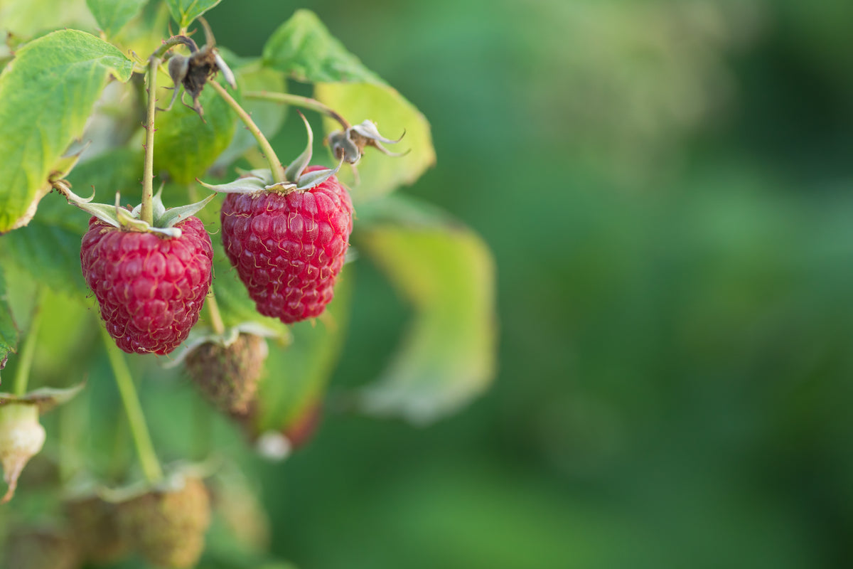 Rubus (Hösthallon) 'Polka' E , 3-pack