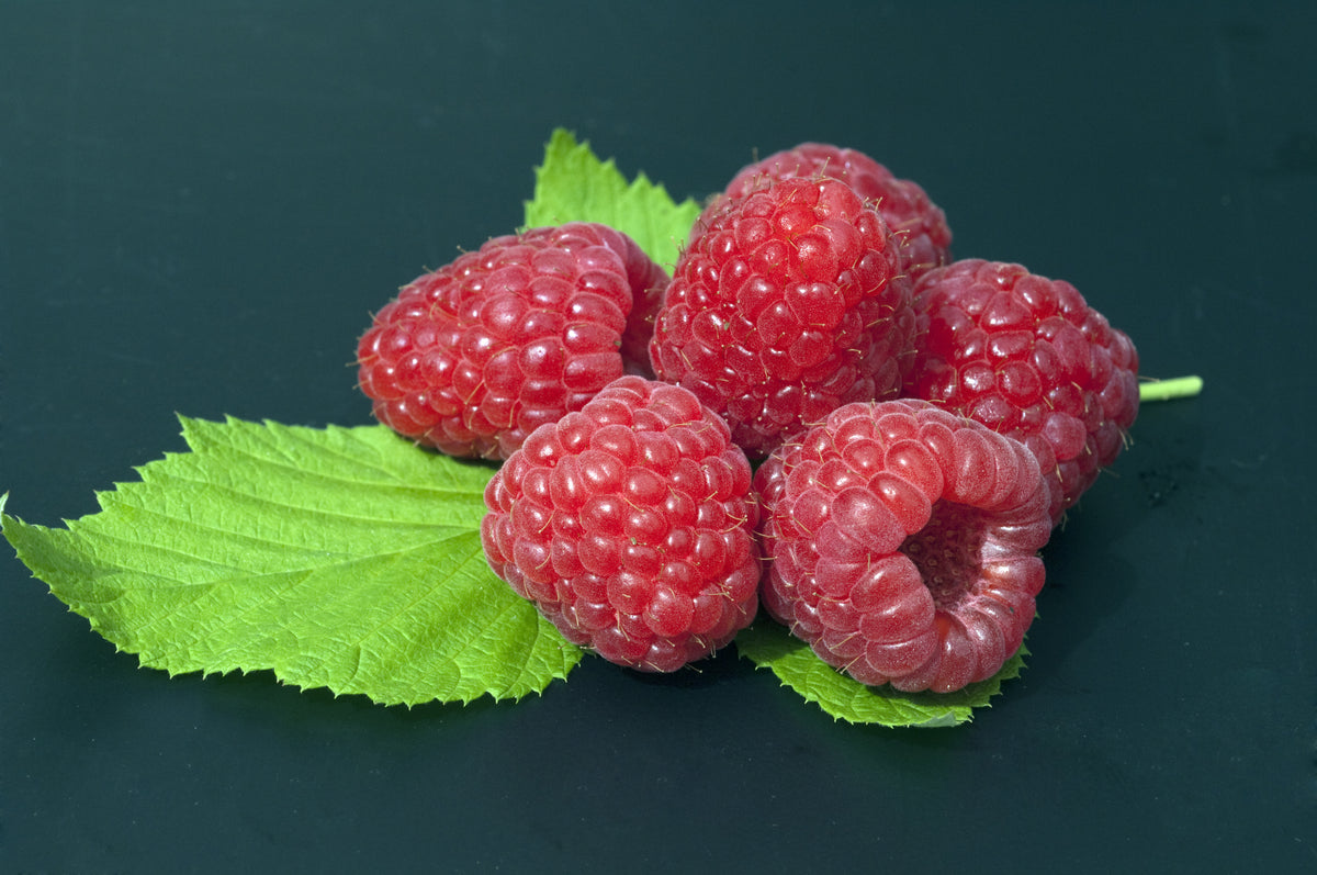 Rubus (Hösthallon) 'Polka' E , 1-pack