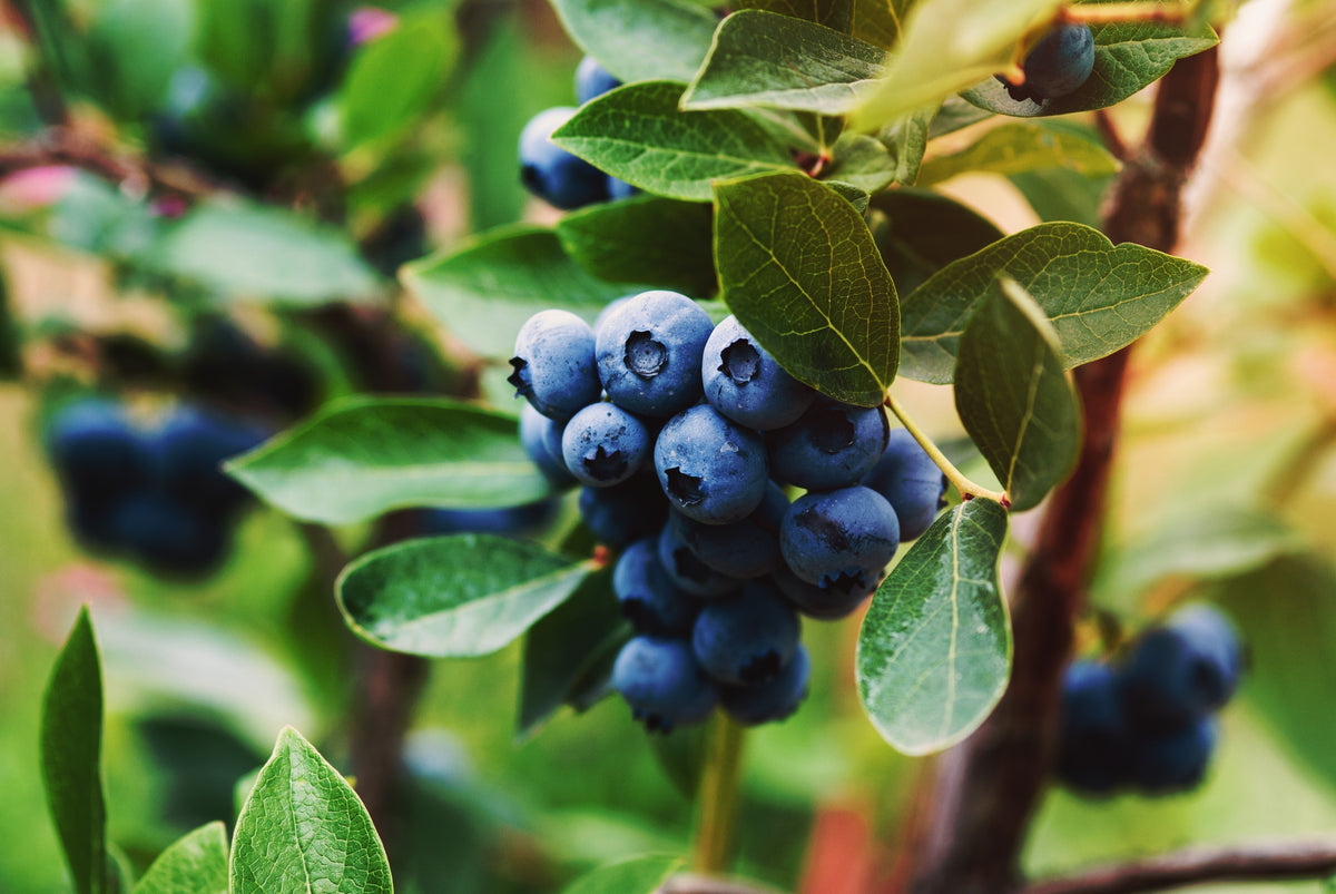 Vaccinium ' Oskar', 10-pack