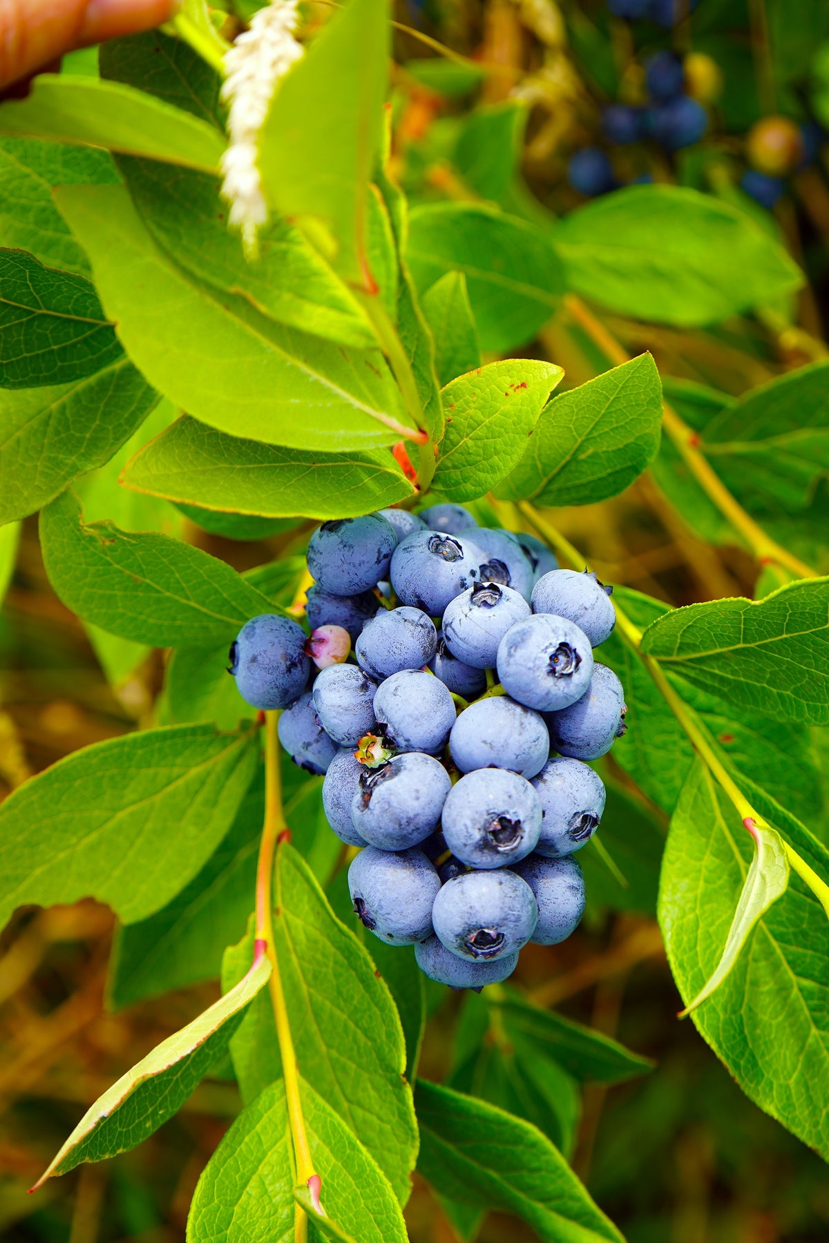 Vaccinium 'Pelle' E, 10-pack