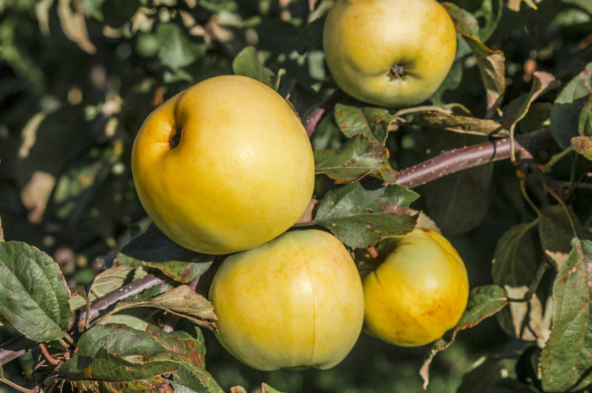 Äpple 'Oranie' E A2 co Inkl. Uppbindning