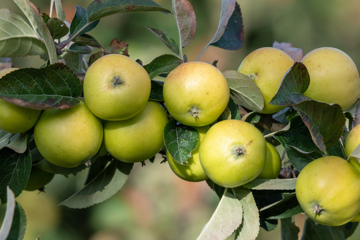 Äpple 'Oranie' E A2 co Inkl. Uppbindning