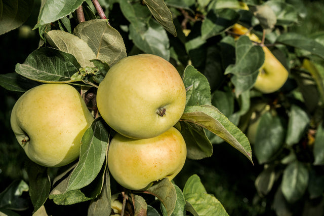 Äpple 'Oranie' E A2 co Inkl. Uppbindning