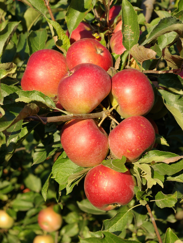 Äpple 'Queen Cox' A2 co Inkl. Uppbindning