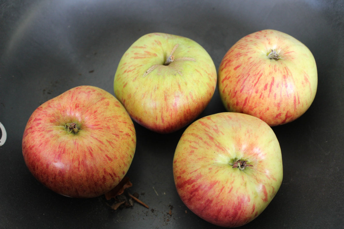 Äpple 'Höstdessert' E A2 co Inkl. Uppbindning