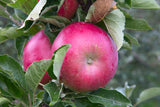 Äpple 'Mio' E A2 co Inkl. Uppbindning