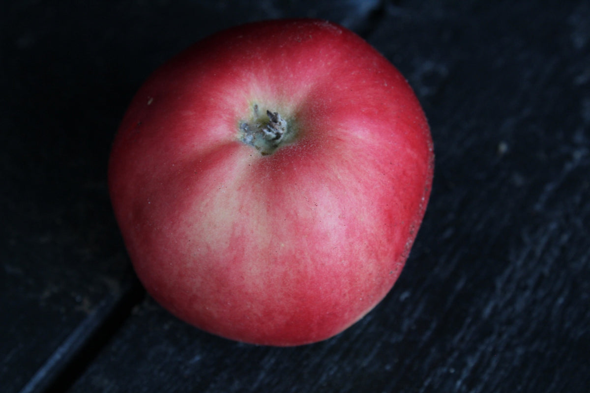 Äpple 'Mio' E A2 co Inkl. Uppbindning