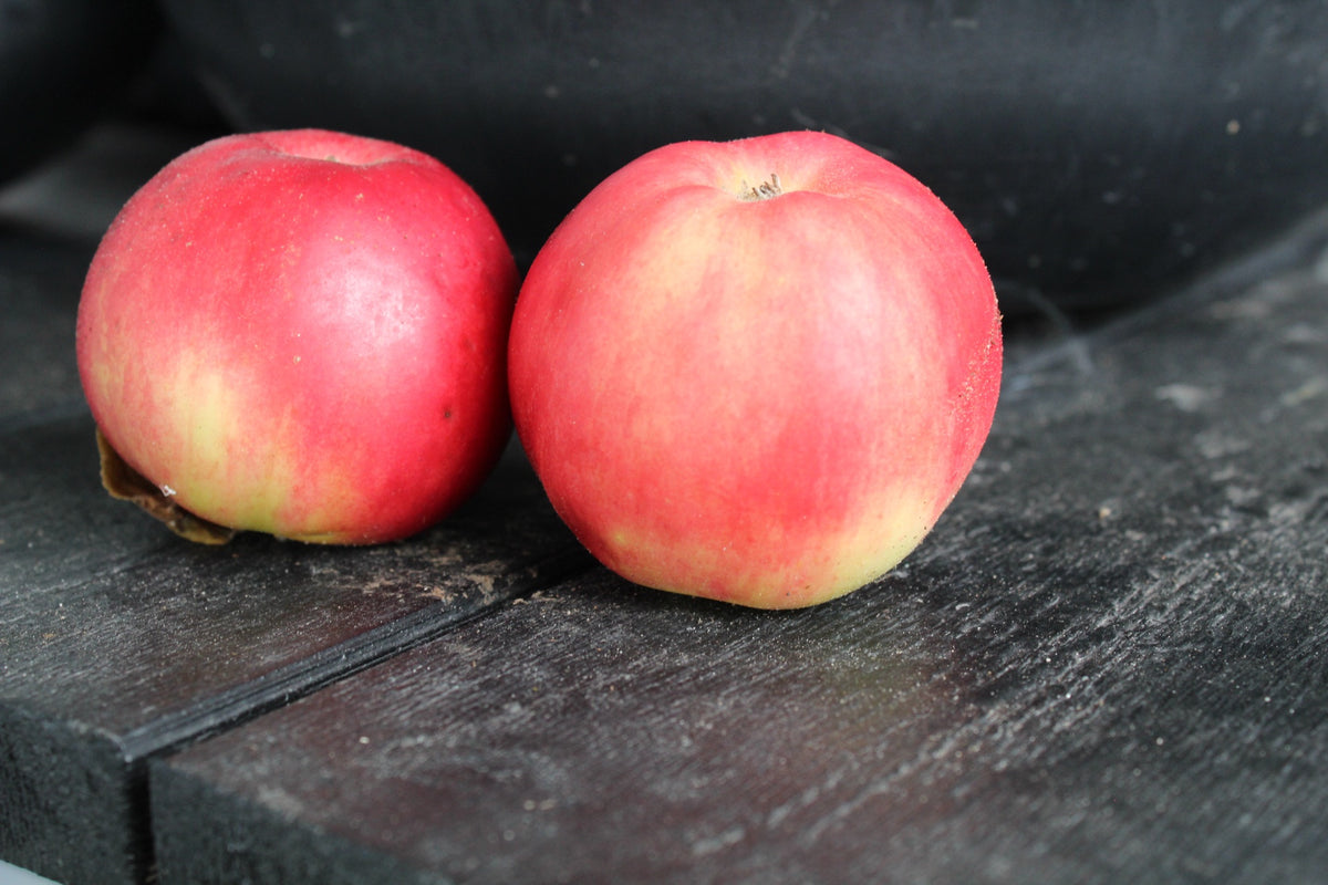 Äpple 'Mio' E A2 co Inkl. Uppbindning
